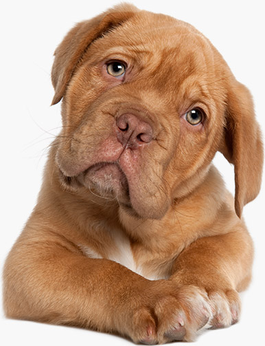 Perrito tierno
